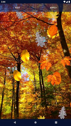 Autumn Leaves Live Wallpaper Autumn Leaves Live Wallpaper