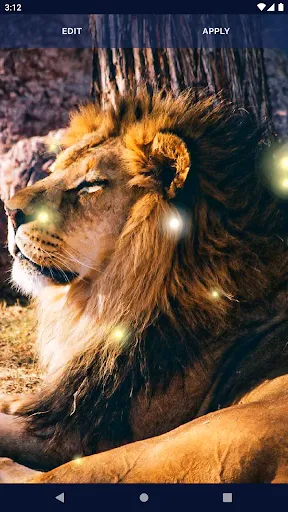 Brave Lion Live Wallpaper Brave Lion Live Wallpaper