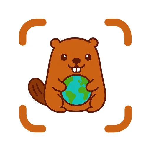 Buy Beaver