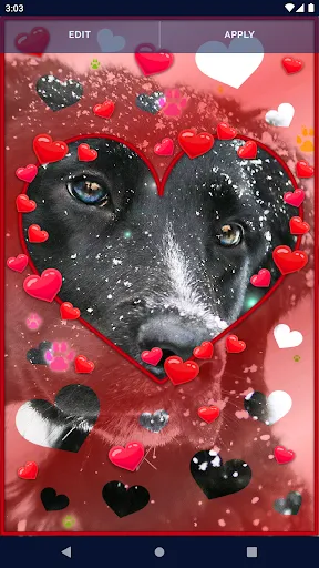 Cute Puppy Live Wallpaper Cute Puppy Live Wallpaper