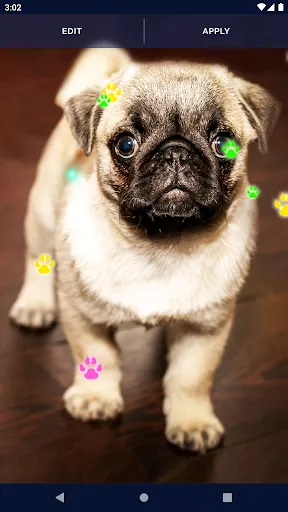 Cute Puppy Live Wallpaper Cute Puppy Live Wallpaper