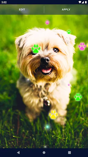 Cute Puppy Live Wallpaper Cute Puppy Live Wallpaper