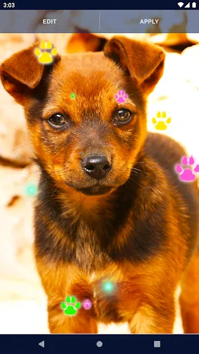 Cute Puppy Live Wallpaper Cute Puppy Live Wallpaper