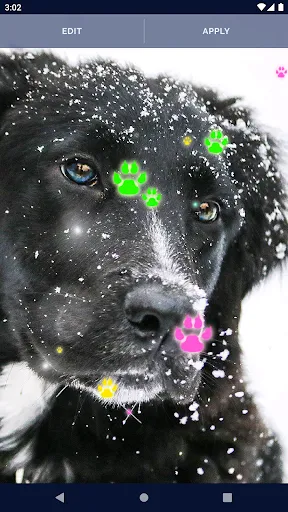 Cute Puppy Live Wallpaper Cute Puppy Live Wallpaper
