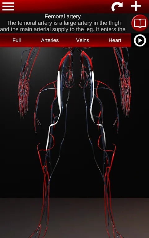 Circulatory System 3D Anatomy Circulatory System 3D Anatomy