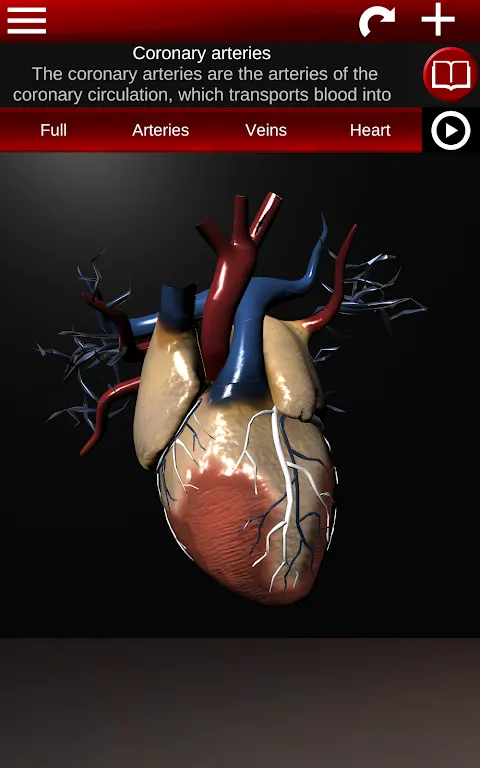 Circulatory System 3D Anatomy Circulatory System 3D Anatomy