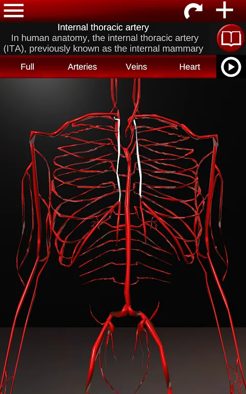 Circulatory System 3D Anatomy Circulatory System 3D Anatomy
