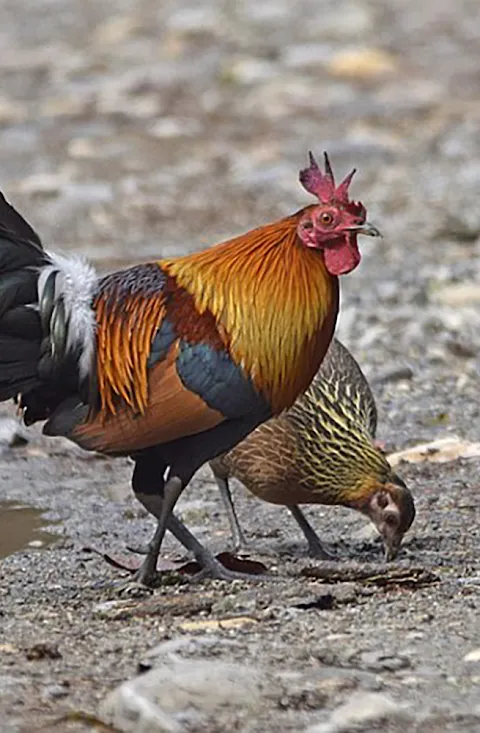 Red junglefowl sounds Red junglefowl sounds
