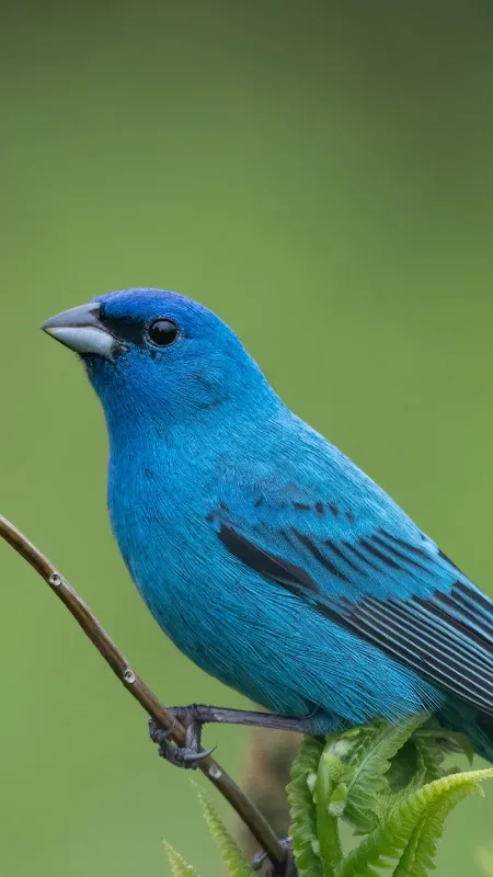 Audubon Bird Guide Audubon Bird Guide