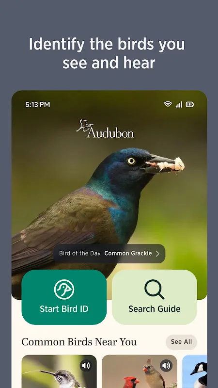 Audubon Bird Guide Audubon Bird Guide
