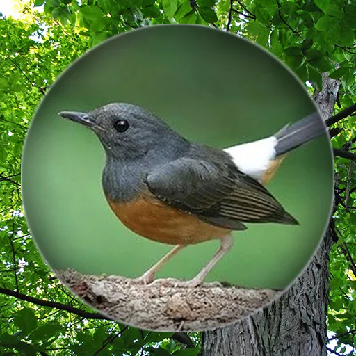 Suara Burung Murai Betina