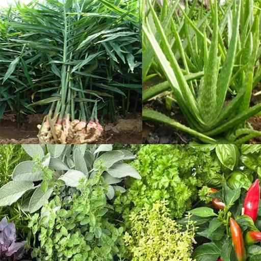 Medicinal plants identifier