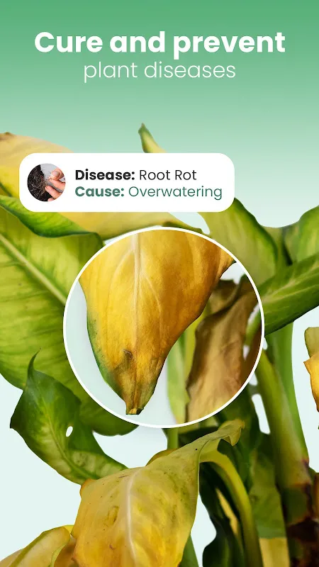 Blossom - Plant Identifier Blossom - Plant Identifier