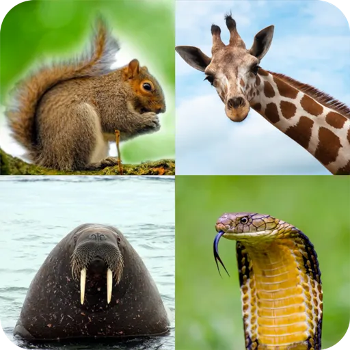 Animal Quiz