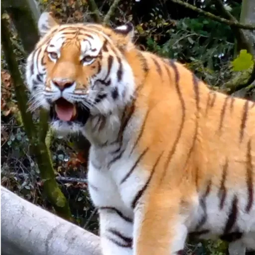 Tiger 3d Live Wallpaper