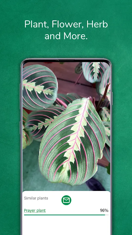 My Secret Garden Revelation