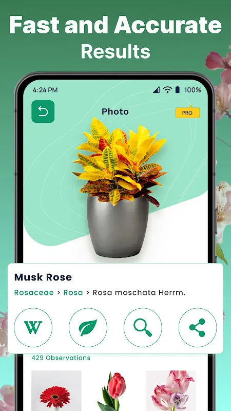 AI Plant Identifier AI Plant Identifier