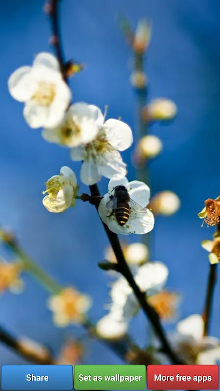 Flowers HD Wallpapers Flowers HD Wallpapers