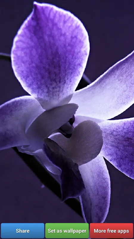 Flowers HD Wallpapers Flowers HD Wallpapers