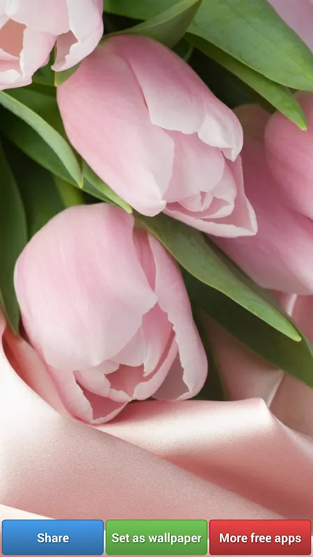 Flowers HD Wallpapers Flowers HD Wallpapers