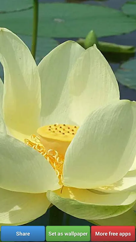 Lotus Flower Wallpapers Lotus Flower Wallpapers
