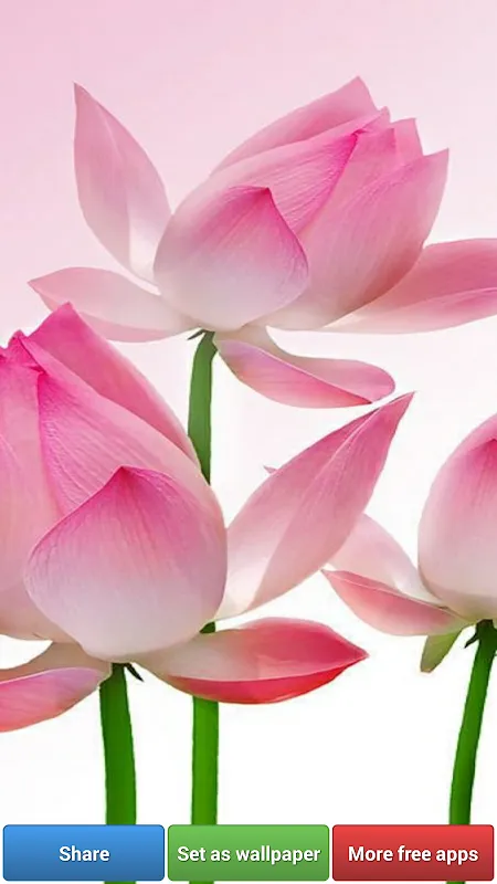 Lotus Flower Wallpapers Lotus Flower Wallpapers