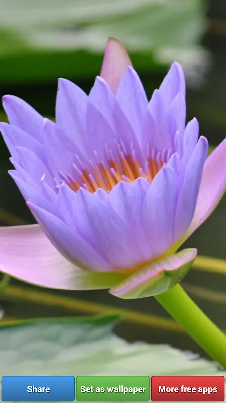 Lotus Flower Wallpapers Lotus Flower Wallpapers