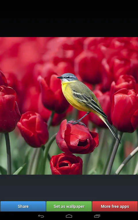 Digital Blooms in Concrete Canyons