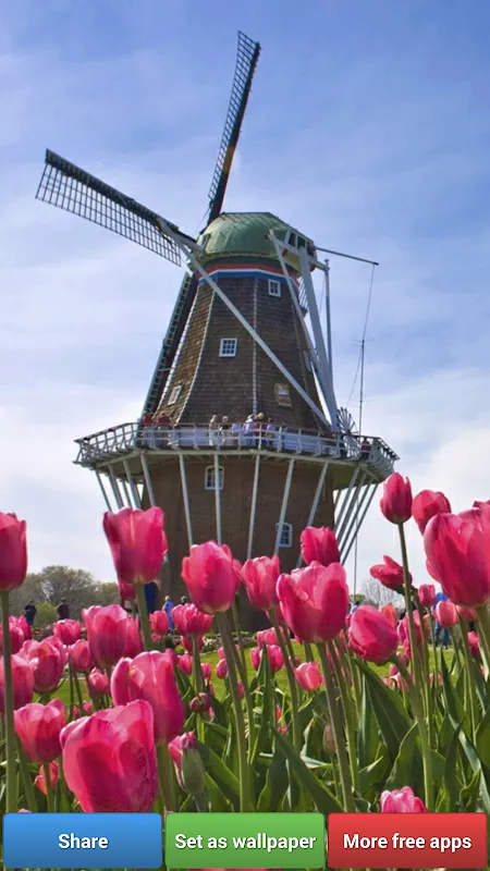 Colorful Tulip Wallpapers Colorful Tulip Wallpapers