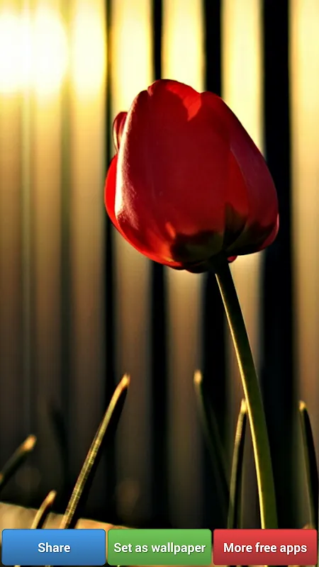 Colorful Tulip Wallpapers Colorful Tulip Wallpapers