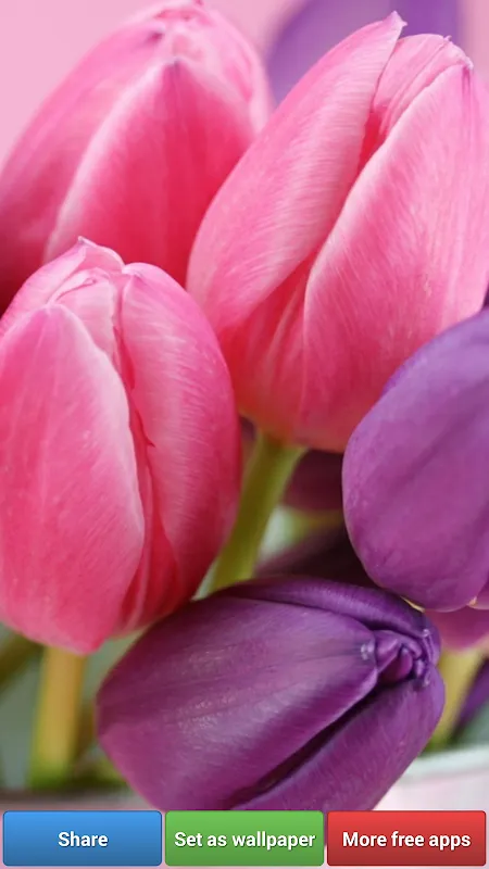 Colorful Tulip Wallpapers Colorful Tulip Wallpapers