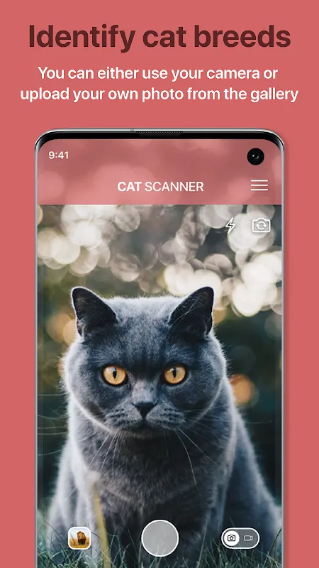 Cat Scanner Cat Scanner