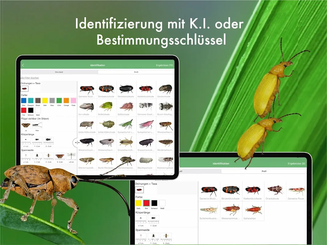 Insect ID Revolution in My Pocket