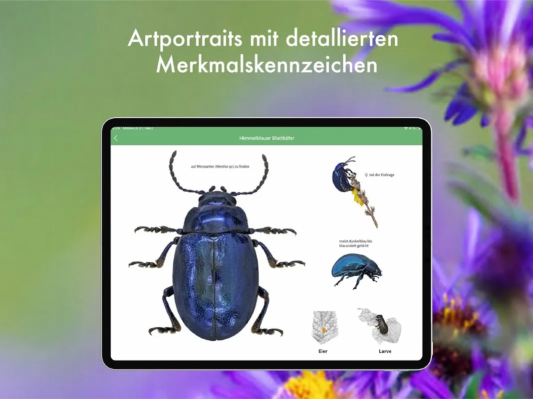 BUND Insekten Kosmos BUND Insekten Kosmos
