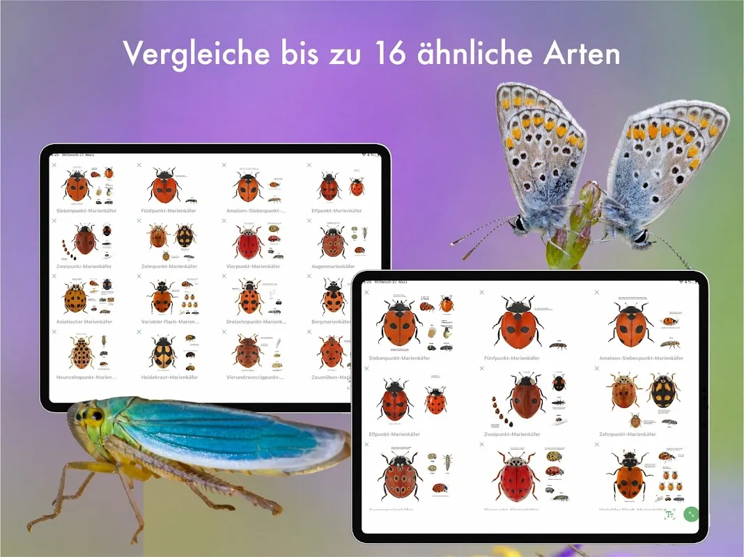 BUND Insekten Kosmos BUND Insekten Kosmos