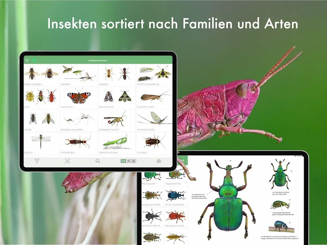BUND Insekten Kosmos BUND Insekten Kosmos