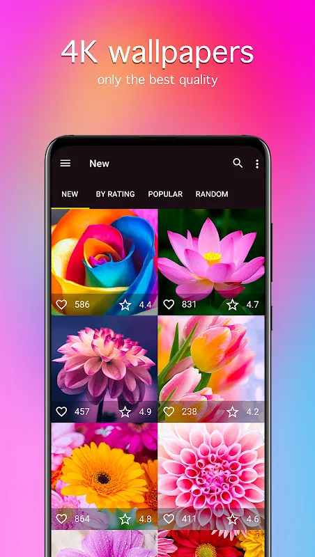 Flower Wallpapers 4K Flower Wallpapers 4K