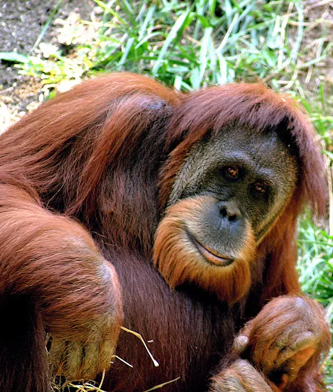 Orangutan Echoes in Urban Chaos