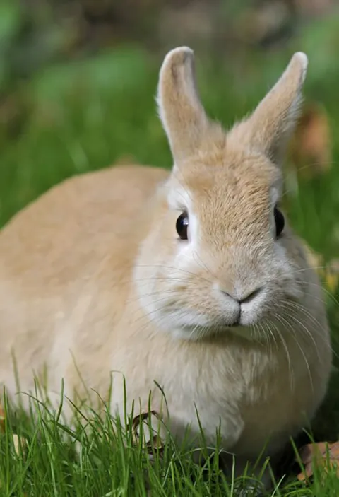 Rabbit Sounds Rabbit Sounds