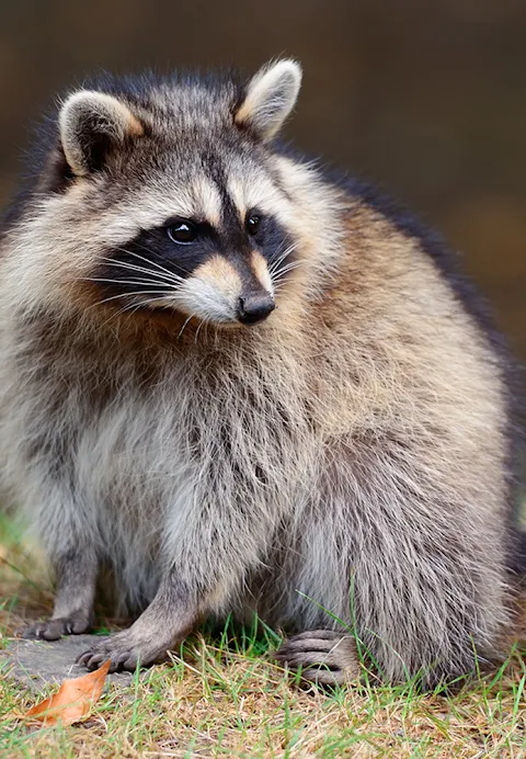 Raccoon Sounds Raccoon Sounds