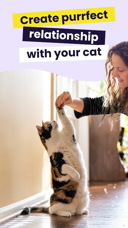 Meowz: Calming My Feline Fury