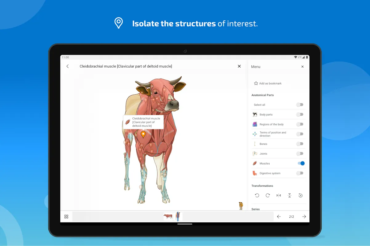 vet-Anatomy vet-Anatomy