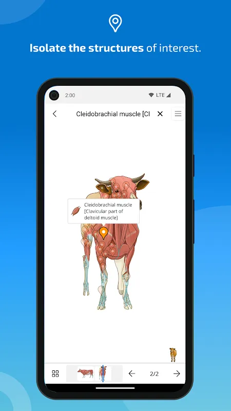 vet-Anatomy vet-Anatomy