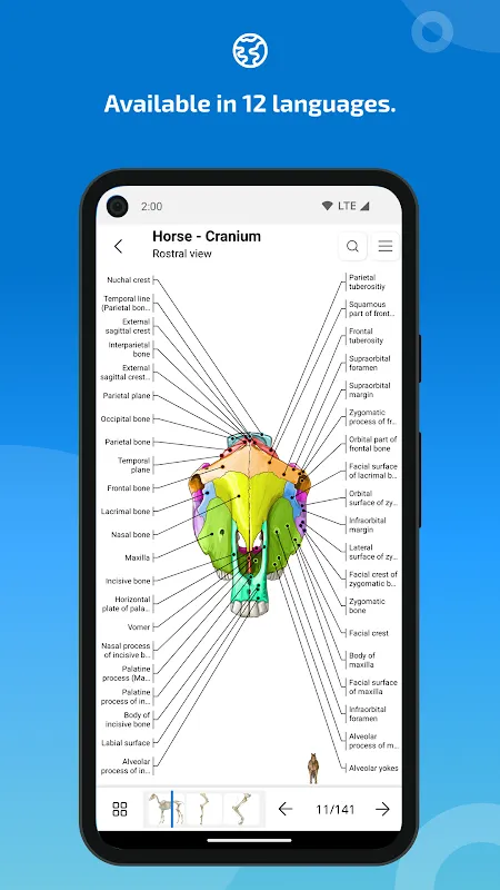 vet-Anatomy vet-Anatomy