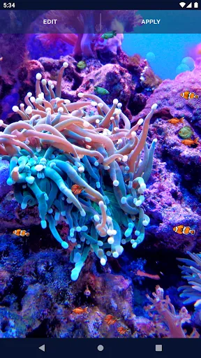 Ocean Fish Live Wallpaper 4K Ocean Fish Live Wallpaper 4K