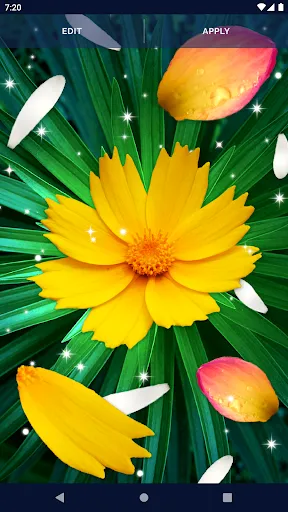 Flower Petals Live Wallpaper Flower Petals Live Wallpaper