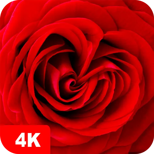 Rose Wallpapers 4K