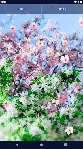 Sakura Flower Live Wallpaper Sakura Flower Live Wallpaper