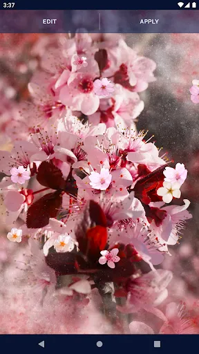 Sakura Flower Live Wallpaper Sakura Flower Live Wallpaper