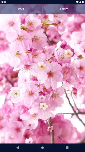 Sakura Flower Live Wallpaper Sakura Flower Live Wallpaper